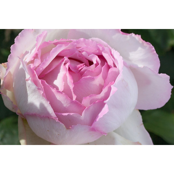 Pink YVES PIAGET® Meivility Pink YVES PIAGET® Meivility